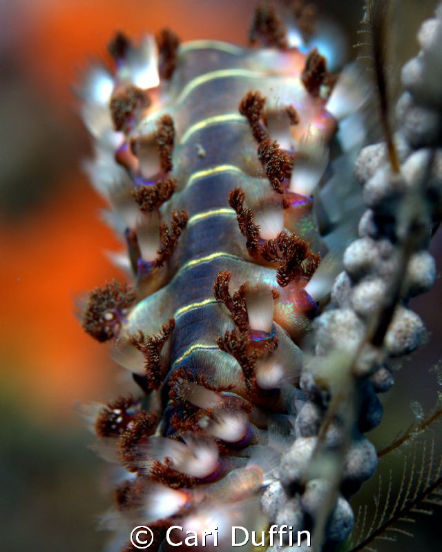 Who knew a Fire Worm could be so pretty?! by Cari Duffin 