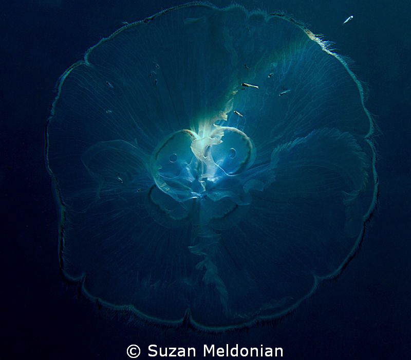 Moon Jelly by Moonlight. Even though toxic, little juveni... by Suzan Meldonian 