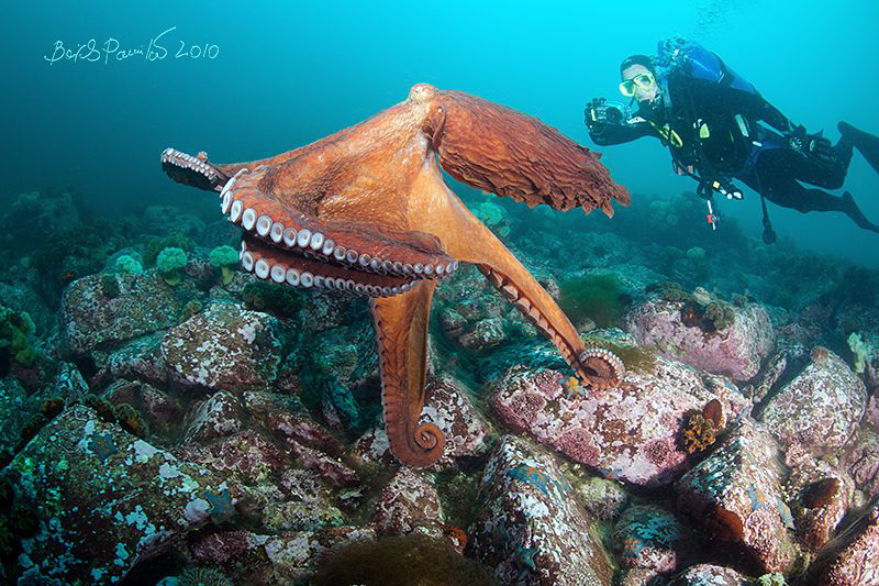 Levitation
/ Giant octopus Dofleini by Boris Pamikov 