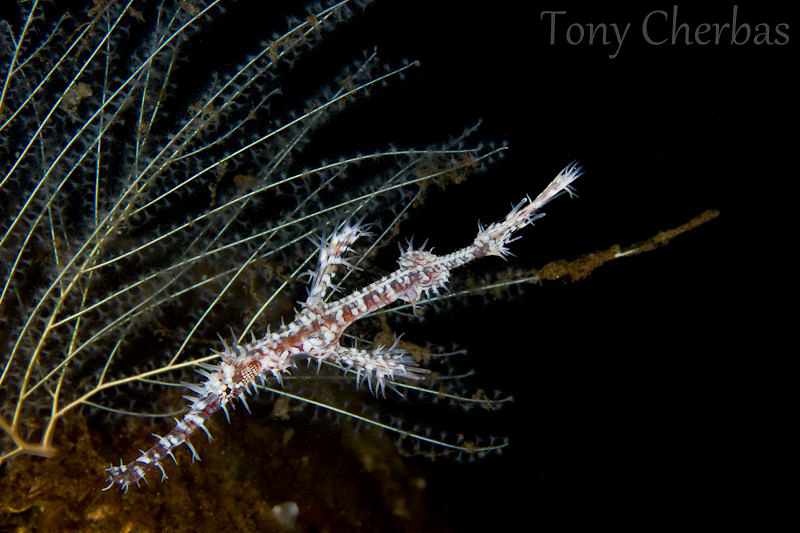 Ornate Ghost Pipefish by Tony Cherbas 