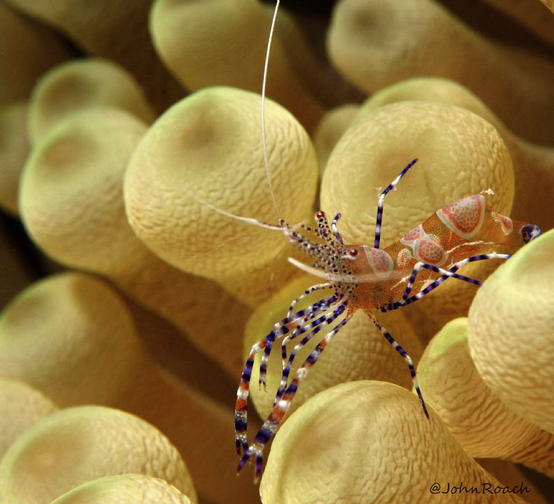 Just a niced spotted cleaner shrimp.
Periclimenes yucata... by John Roach 
