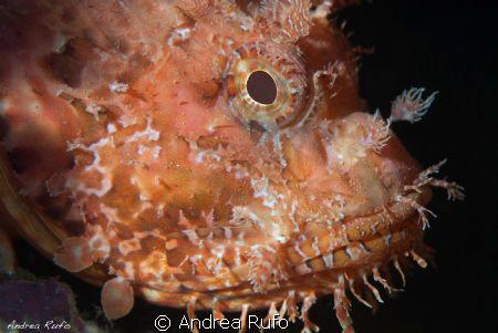 Scorpion fish profile by Andrea Rufo 