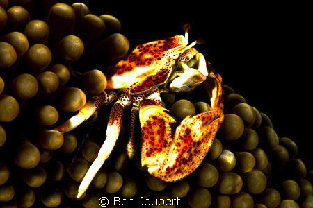 Anemone Crab by Ben Joubert 