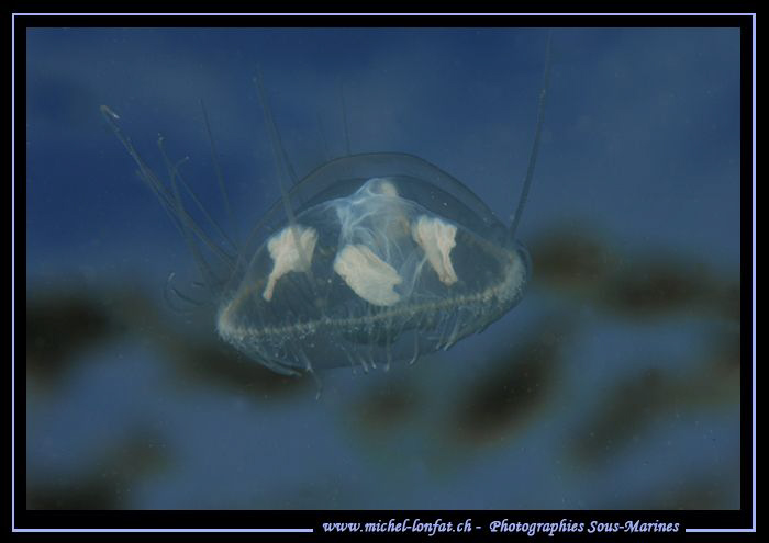Small Freshwater Jelly close to the surface... :O)... by Michel Lonfat 
