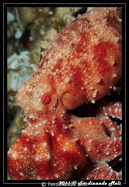 Octopus macropus. by Ferdinando Meli 