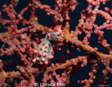 This little 1,5cm Pygmy-Seahorse is the first one I saw a... by Christa Nmi 