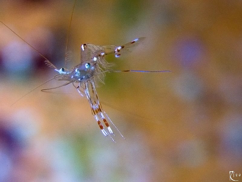 Shrimp of around 1,5 cm size. 60mm makro lens with +4 dio... by Rico Besserdich 
