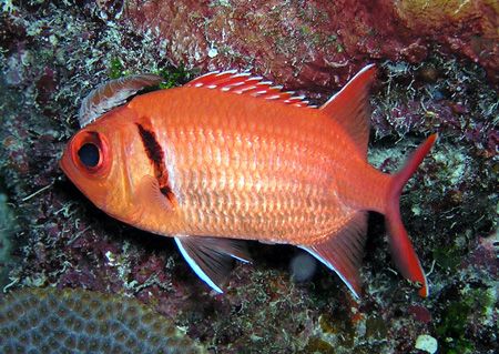 Squirrelfish and hitchhicker. Bahamas. Olympus C-740 at n... by Frank Arthur 