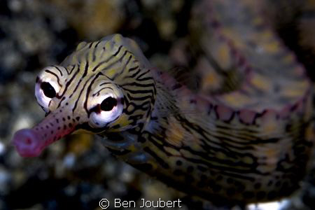 Pipefish by Ben Joubert 