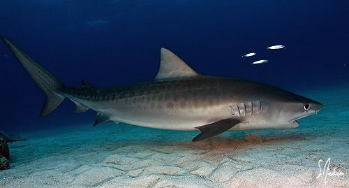 This Juv. Tiger Shark allowed me to swim side by side wit... by Steven Anderson 