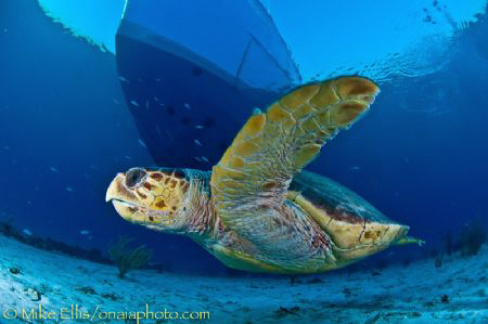 A large Loggerhead turtle swims by the dive boat looking ... by Mike Ellis 