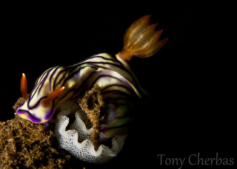 Nudi with Eggs by Tony Cherbas 
