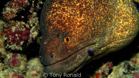 Morey Eel
getting a facial from a freind! by Tony Ronald 