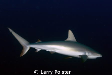 Reef shark at the Exhuma Islands by Larry Polster 