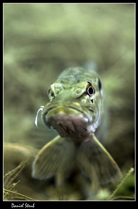 Pike in a pond :-D by Daniel Strub 