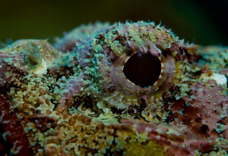 Eye of a Scorpion Fish. I love the colors, better then fi... by John Roach 
