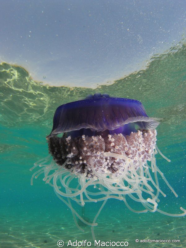 Cauliflower jellyfish
(Cephea cephea) by Adolfo Maciocco 