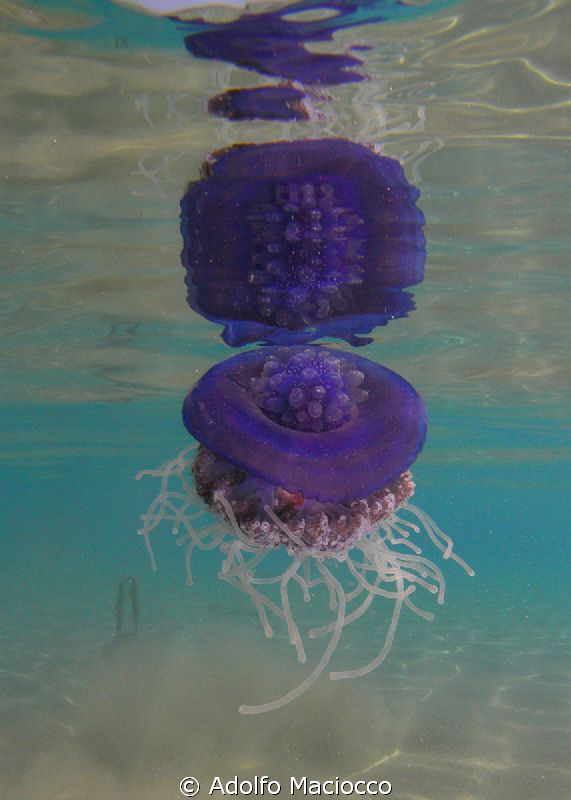 Jellyfish reflection by Adolfo Maciocco 