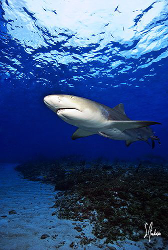This Lemon Shark smells the bait we have placed in the wa... by Steven Anderson 