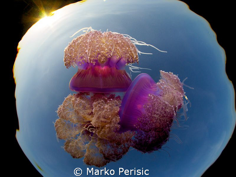 Jelly Pack by Marko Perisic 