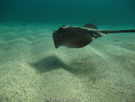 Sting Ray @ Goldons Bay it's wing appear to mimic the und... by Tony Ronald 