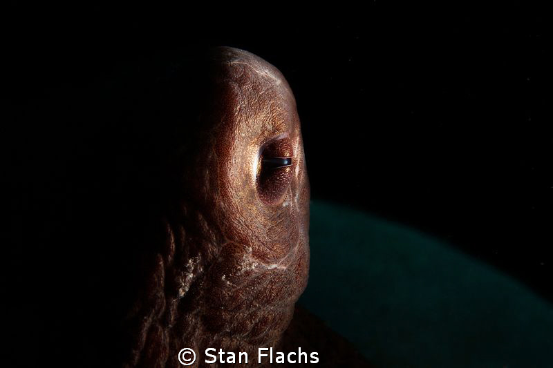 The octopus eye by Stan Flachs 