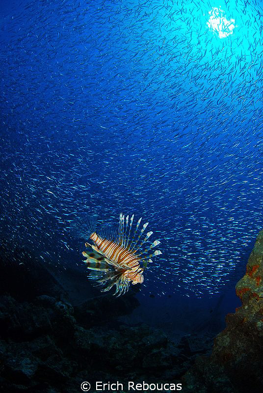 Lionfish surrounded by a bait ball at the SS Thistlegorm ... by Erich Reboucas 