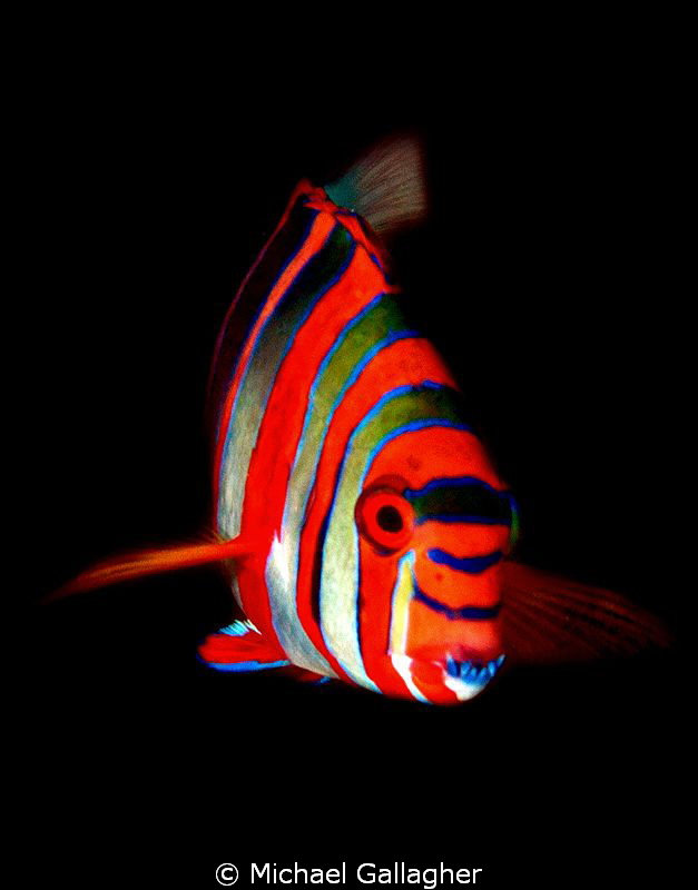 Harlequin Tuskfish, GBR, Australia by Michael Gallagher 