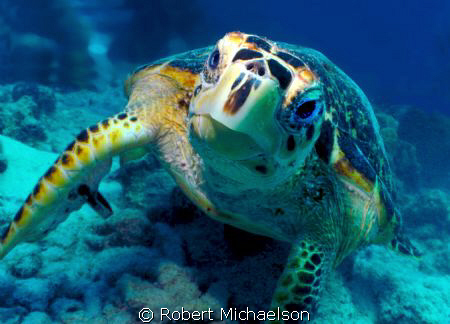Hawksbill turtle was feeding and didn't care we were ther... by Robert Michaelson 