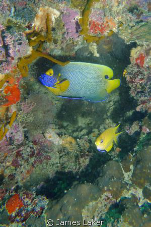 Masked Angelfish by James Laker 