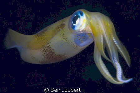 Squid feeding in the stern lights by Ben Joubert 