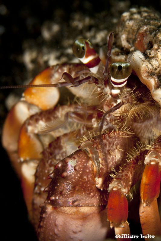 Hermit Crab by William Loke 