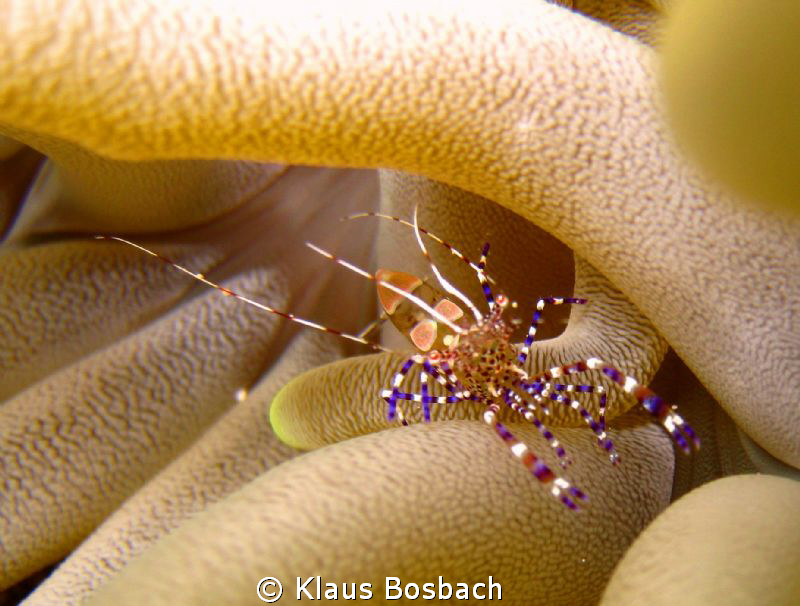 Beautiful shrimp in anemony caught by sheer luck and brig... by Klaus Bosbach 