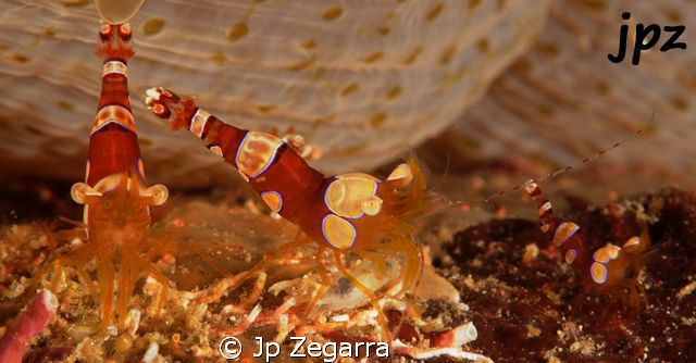 a family of squat anemone shrimp by Jp Zegarra 