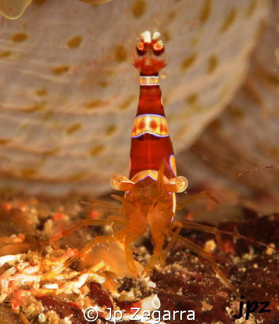 single squat anemone shrimp by Jp Zegarra 