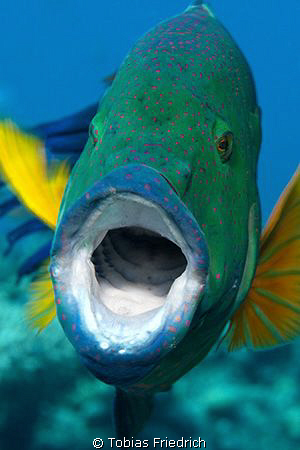 Broomtail wrasse, with open mounth. Israel, Eilat (Red Sea). by Tobias Friedrich 