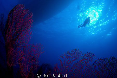Diver silhouette by Ben Joubert 