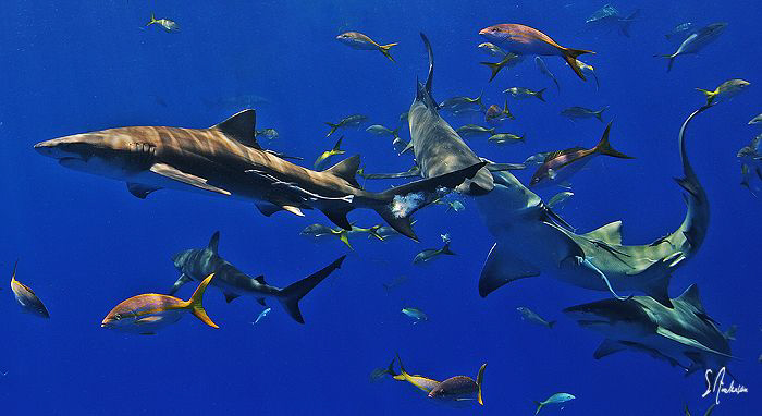 Lemon Sharks and Reef Sharks near the surface dance in ho... by Steven Anderson 