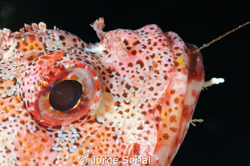 Scorpion fish posing proudly by Jorge Sorial 