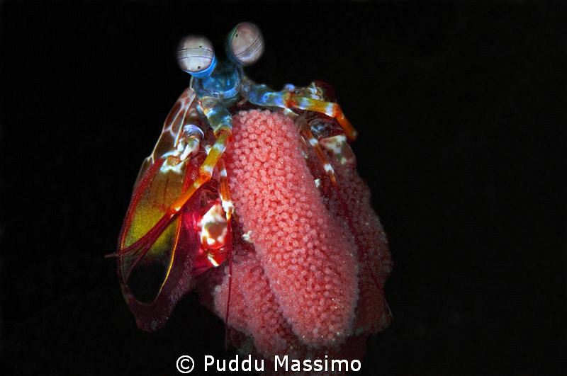 mantis shrimp with eggs,nikon d70 s 60mm micro by Puddu Massimo 