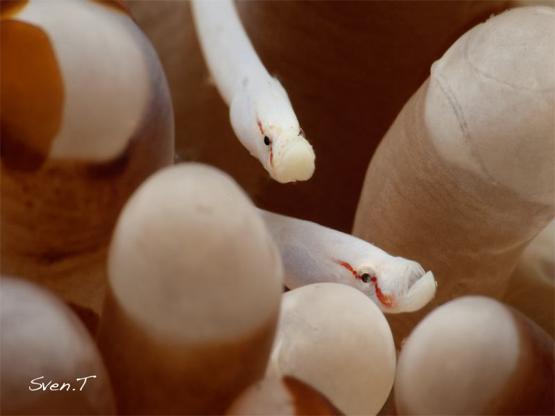 Mushroom Coral Pipefish, Lembeh by Sven Tramaux 