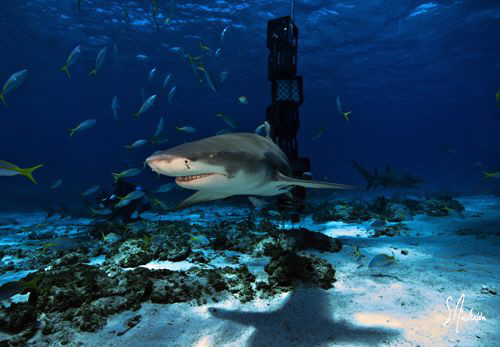 Lemon Shark swim around and investigate everything at Tig... by Steven Anderson 