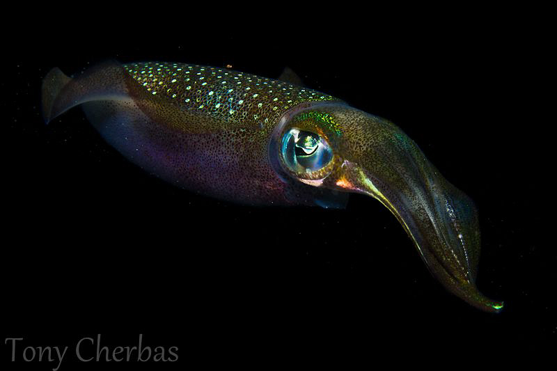 Reef Squid by Tony Cherbas 