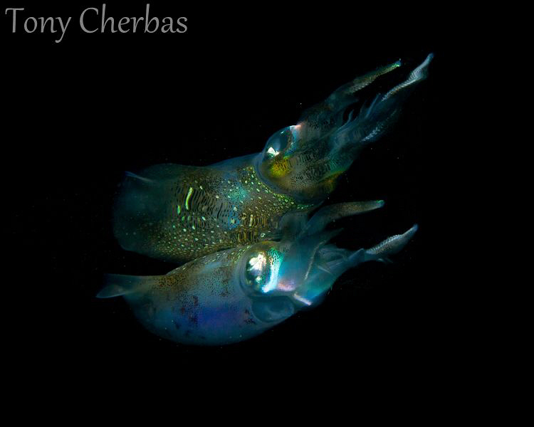 Squid and Reflection by Tony Cherbas 