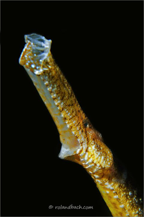 seegrass pipefish - portrait. But what is the mouth? :) by Roland Bach 