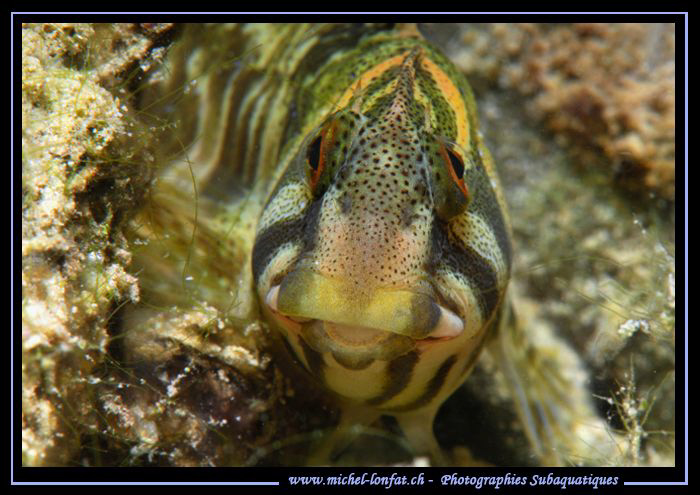 My first time encounter with Fresh Water Blennies... Que ... by Michel Lonfat 