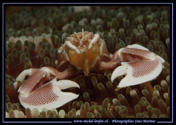 Porcelain Crab in the water's of Lembeh... :O)... by Michel Lonfat 