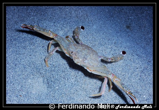 Sand's crab. by Ferdinando Meli 
