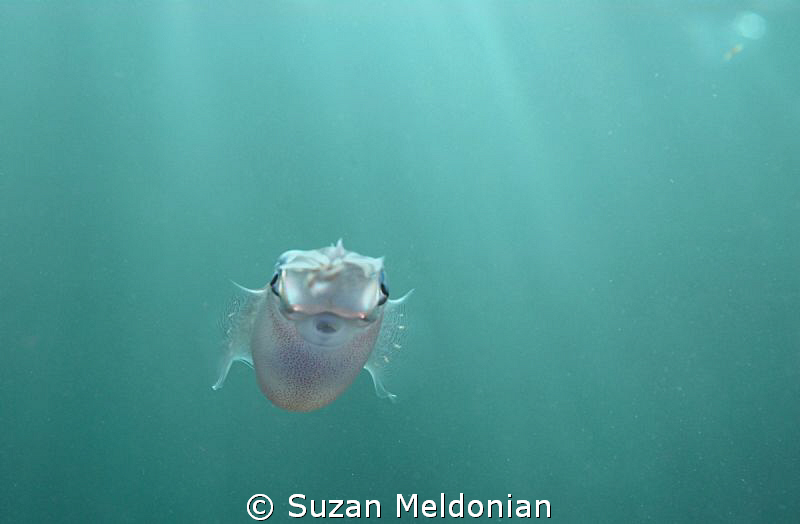 Nowhere to run.
Baby squid-  about 2 inches long. I was ... by Suzan Meldonian 