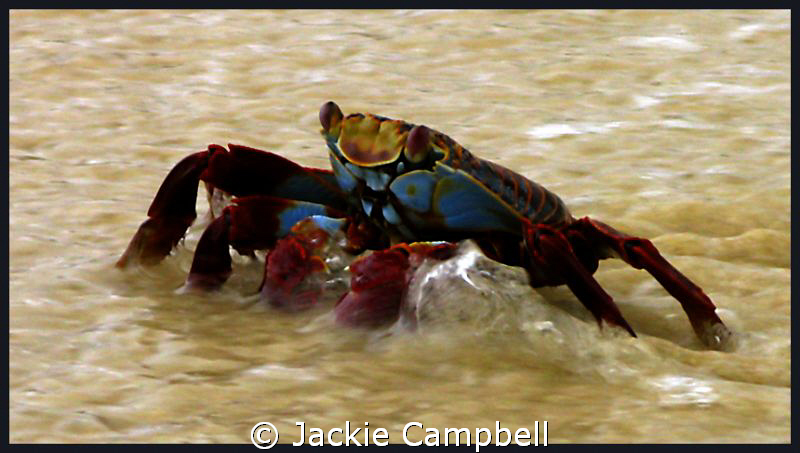 Sally light foot crab in the shallows. by Jackie Campbell 